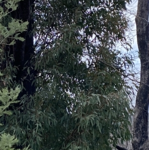 Eucalyptus radiata subsp. robertsonii at Namadgi National Park - 14 Oct 2023