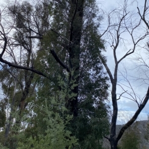 Eucalyptus radiata subsp. robertsonii at Namadgi National Park - 14 Oct 2023