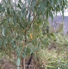 Eucalyptus radiata subsp. robertsonii at Namadgi National Park - 14 Oct 2023