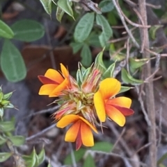 Pultenaea procumbens (Bush Pea) at Namadgi National Park - 14 Oct 2023 by Tapirlord