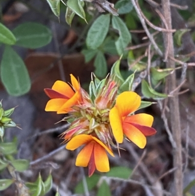 Pultenaea procumbens (Bush Pea) at Rendezvous Creek, ACT - 13 Oct 2023 by Tapirlord