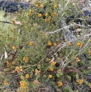 Pultenaea procumbens at Namadgi National Park - 14 Oct 2023