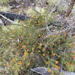 Pultenaea procumbens at Namadgi National Park - 14 Oct 2023