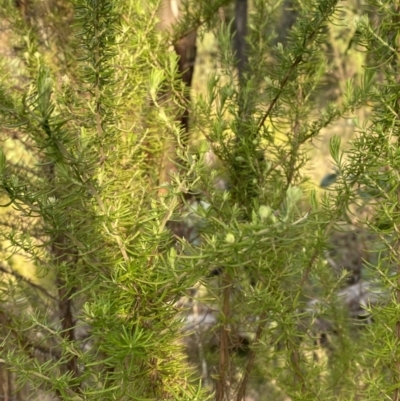 Cassinia aculeata subsp. aculeata (Dolly Bush, Common Cassinia, Dogwood) at Namadgi National Park - 13 Oct 2023 by Tapirlord