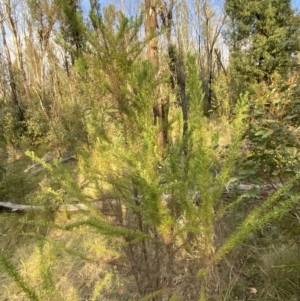 Cassinia aculeata subsp. aculeata at Namadgi National Park - 14 Oct 2023 07:17 AM