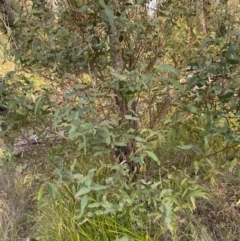 Eucalyptus radiata subsp. robertsonii (Robertson's Peppermint) at Rendezvous Creek, ACT - 13 Oct 2023 by Tapirlord