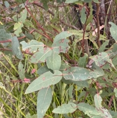 Eucalyptus radiata subsp. robertsonii at Namadgi National Park - 14 Oct 2023 07:17 AM