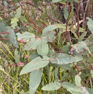 Eucalyptus radiata subsp. robertsonii at Namadgi National Park - 14 Oct 2023 07:17 AM