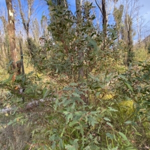 Eucalyptus radiata subsp. robertsonii at Namadgi National Park - 14 Oct 2023 07:17 AM