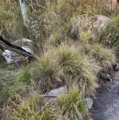 Poa helmsii at Namadgi National Park - 14 Oct 2023