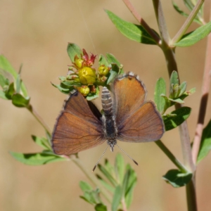 Acrodipsas myrmecophila at suppressed - 28 Oct 2023