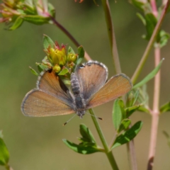 Acrodipsas myrmecophila at suppressed - 28 Oct 2023