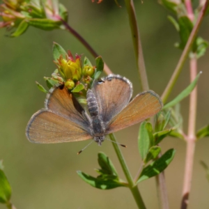 Acrodipsas myrmecophila at suppressed - suppressed