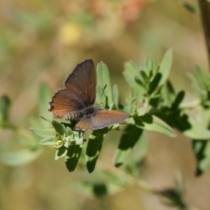 Acrodipsas myrmecophila at suppressed - 28 Oct 2023