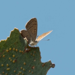 Acrodipsas myrmecophila at suppressed - 28 Oct 2023