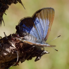 Acrodipsas myrmecophila (Small Ant-blue Butterfly) at Mount Mugga Mugga - 28 Oct 2023 by DPRees125