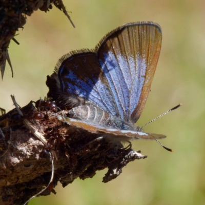 Acrodipsas myrmecophila (Small Ant-blue Butterfly) at Mount Mugga Mugga by DPRees125