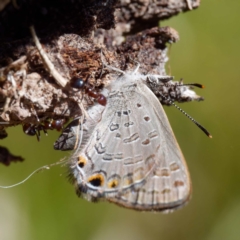 Acrodipsas myrmecophila at suppressed - 29 Oct 2023