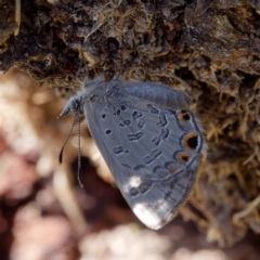 Acrodipsas myrmecophila at suppressed - 29 Oct 2023