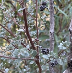 Leptospermum myrtifolium (Myrtle Teatree) at Rendezvous Creek, ACT - 5 May 2023 by JaneR