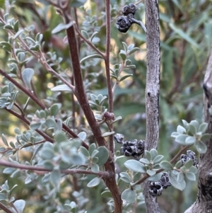 Leptospermum myrtifolium at Namadgi National Park - 5 May 2023 02:27 PM