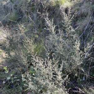 Leptospermum myrtifolium at Namadgi National Park - 5 May 2023 02:27 PM