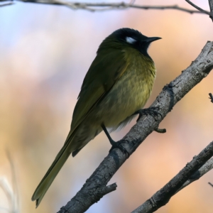 Nesoptilotis leucotis at Goorooyarroo NR (ACT) - 27 Jul 2023