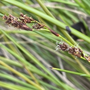 Machaerina rubiginosa at Namadgi National Park - 12 Nov 2023