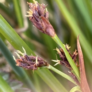 Baumea rubiginosa at Namadgi National Park - 12 Nov 2023