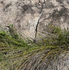 Baumea rubiginosa at Namadgi National Park - 12 Nov 2023