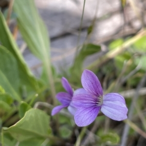Viola betonicifolia at Namadgi National Park - 12 Nov 2023