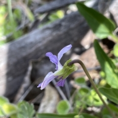 Viola betonicifolia at Namadgi National Park - 12 Nov 2023 02:12 PM