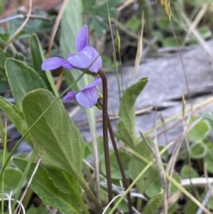 Viola betonicifolia at Namadgi National Park - 12 Nov 2023