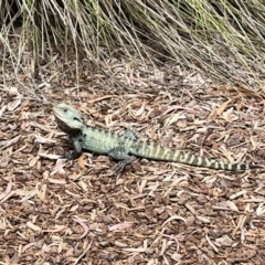 Intellagama lesueurii howittii (Gippsland Water Dragon) at ANBG - 20 Nov 2023 by courtneyb