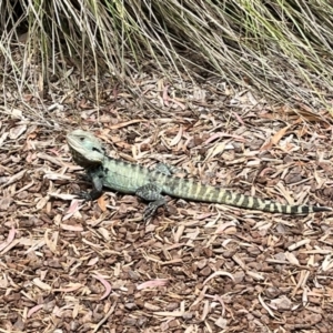 Intellagama lesueurii howittii at ANBG - 20 Nov 2023