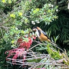 Acanthorhynchus tenuirostris (Eastern Spinebill) at Acton, ACT - 20 Nov 2023 by courtneyb