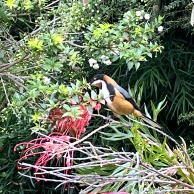 Acanthorhynchus tenuirostris (Eastern Spinebill) at ANBG - 20 Nov 2023 by courtneyb