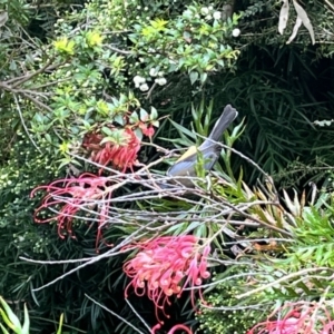 Acanthorhynchus tenuirostris at ANBG - 20 Nov 2023