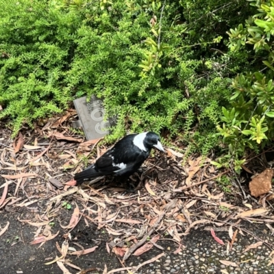 Gymnorhina tibicen (Australian Magpie) at Acton, ACT - 20 Nov 2023 by courtneyb