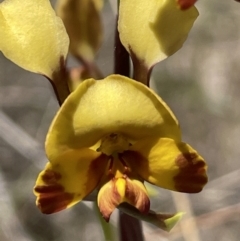 Diuris semilunulata (Late Leopard Orchid) at Rendezvous Creek, ACT - 19 Nov 2023 by JaneR