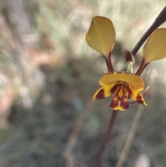 Diuris semilunulata at Namadgi National Park - 19 Nov 2023