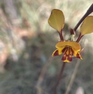 Diuris semilunulata at Namadgi National Park - suppressed