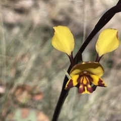 Diuris semilunulata at Namadgi National Park - suppressed