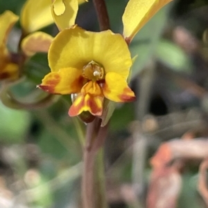 Diuris semilunulata at Namadgi National Park - 19 Nov 2023