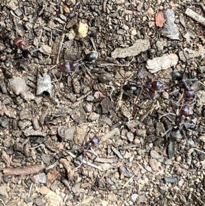 Iridomyrmex purpureus (Meat Ant) at Acton, ACT - 20 Nov 2023 by courtneyb