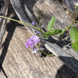 Glycine clandestina at Namadgi National Park - 19 Nov 2023 03:30 PM