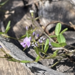 Glycine clandestina at Namadgi National Park - 19 Nov 2023 03:30 PM