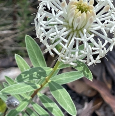 Pimelea treyvaudii (Grey Riceflower) at Rendezvous Creek, ACT - 19 Nov 2023 by JaneR