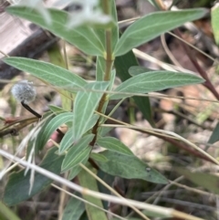 Pimelea treyvaudii at Namadgi National Park - 19 Nov 2023