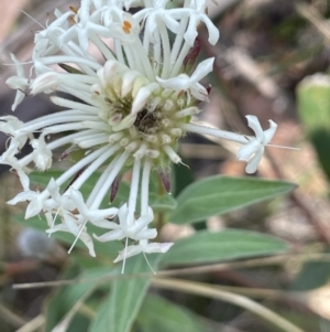 Pimelea treyvaudii at Namadgi National Park - 19 Nov 2023